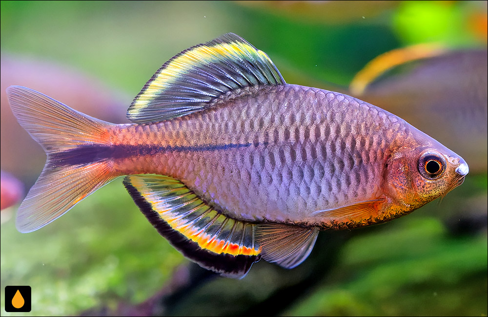 Paratanakia chii