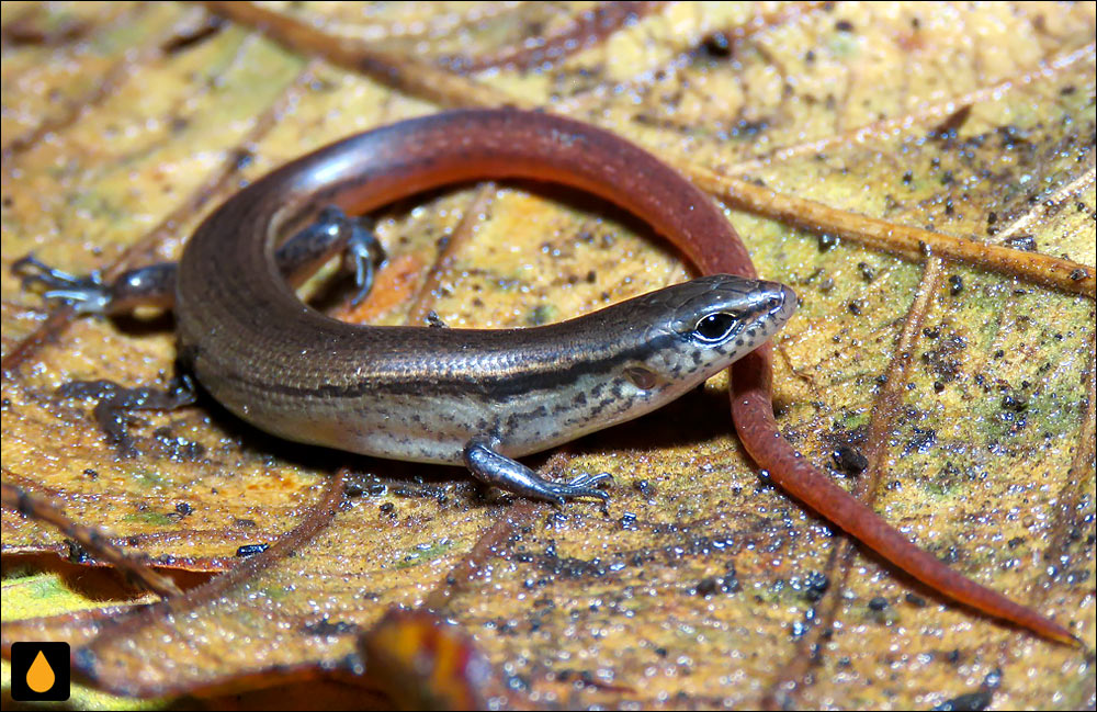 سقنقور جنگلی سرخ