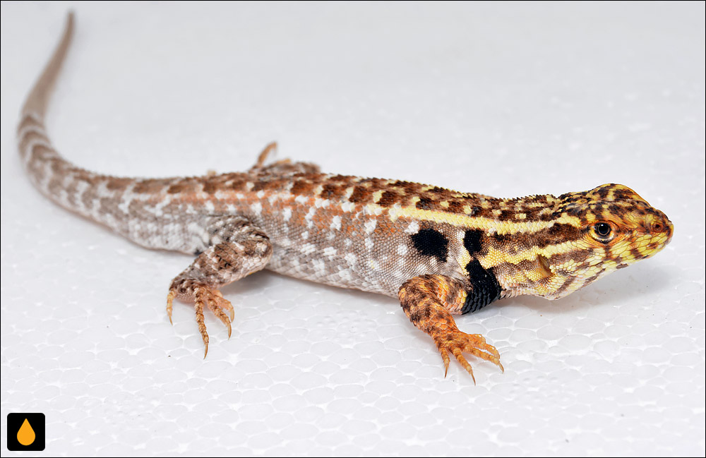 ایگوآنای درختی داروین (مارمولک هموارگلوی باهیا بلانکا)