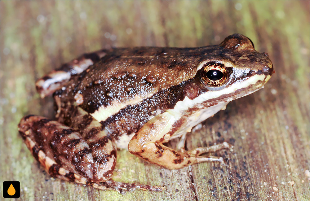 Crossodactylus caramaschii