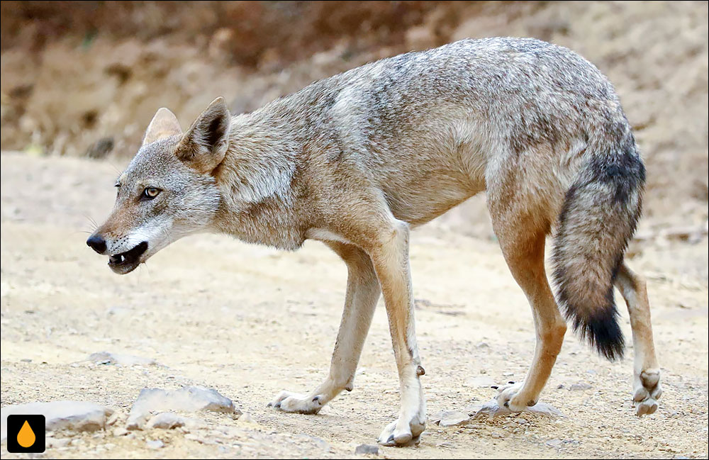 گرگ طلایی آفریقایی (پستانداری از خانواده‌ی سگان)