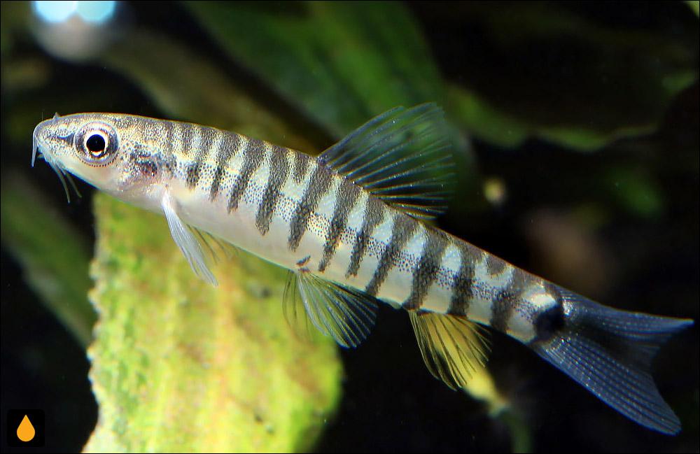 Yunnanilus cruciatus