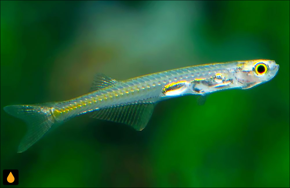 Danionella priapus