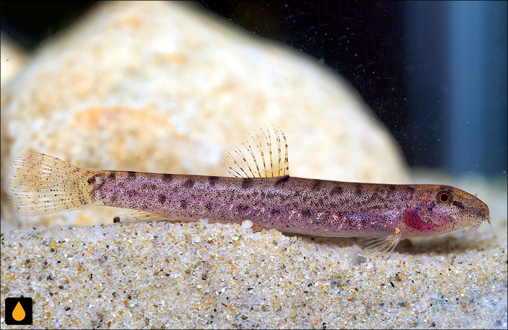 Kottelatlimia pristes