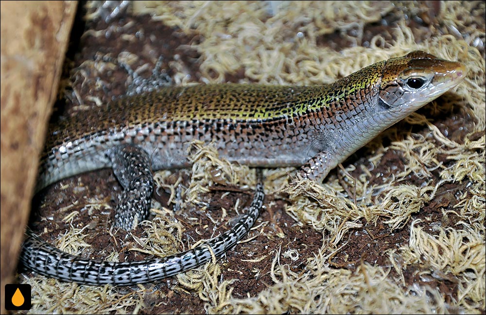 مارمولک کمربنددار ماداگاسکار سبز