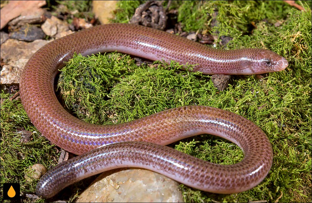 سقنقور کرمی نقطه‌نقطه