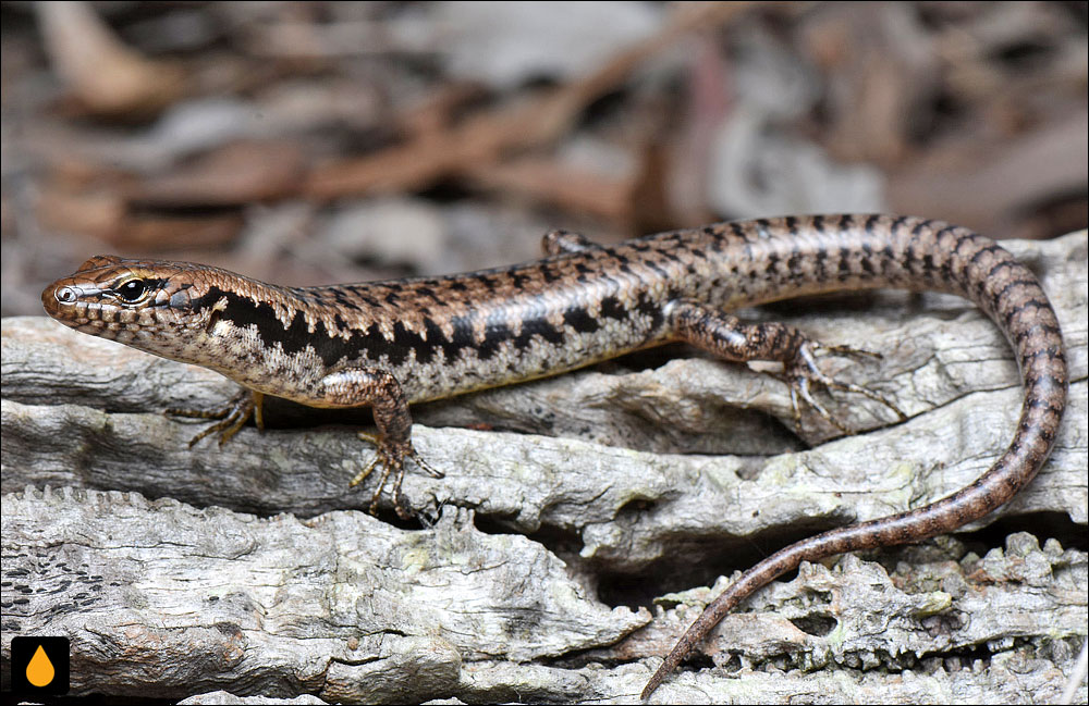 سقنقور جنگلی پهلونواری