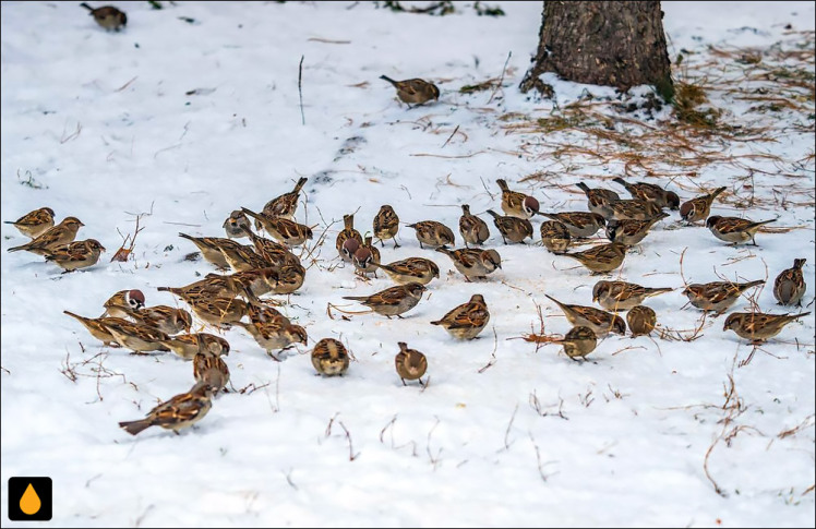 داستان کوتاه ذوالنون مصری و گبر