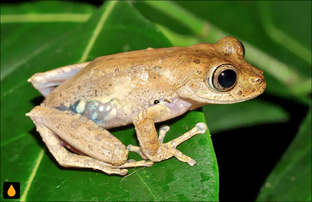 Boophis calcaratus