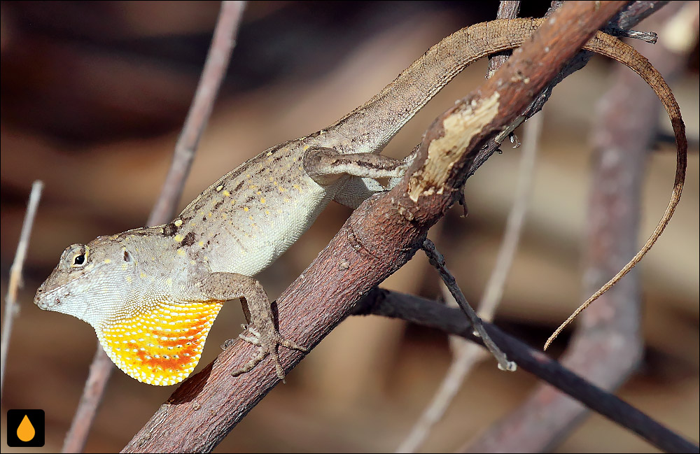 آنول کوبیتاس (آنول کرانه‌ای کوبایی)