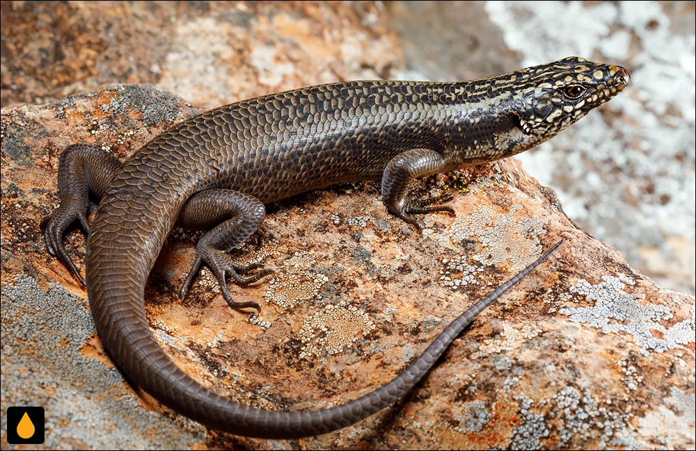 سقنقور صخره‌ای کاپوتار