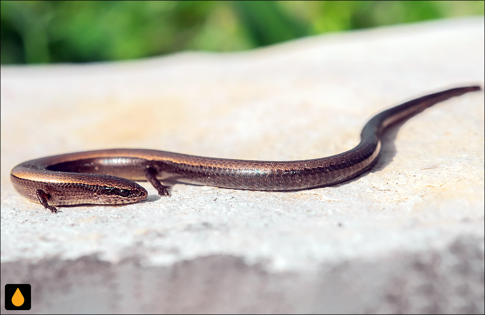 سقنقور چشمماری روپل