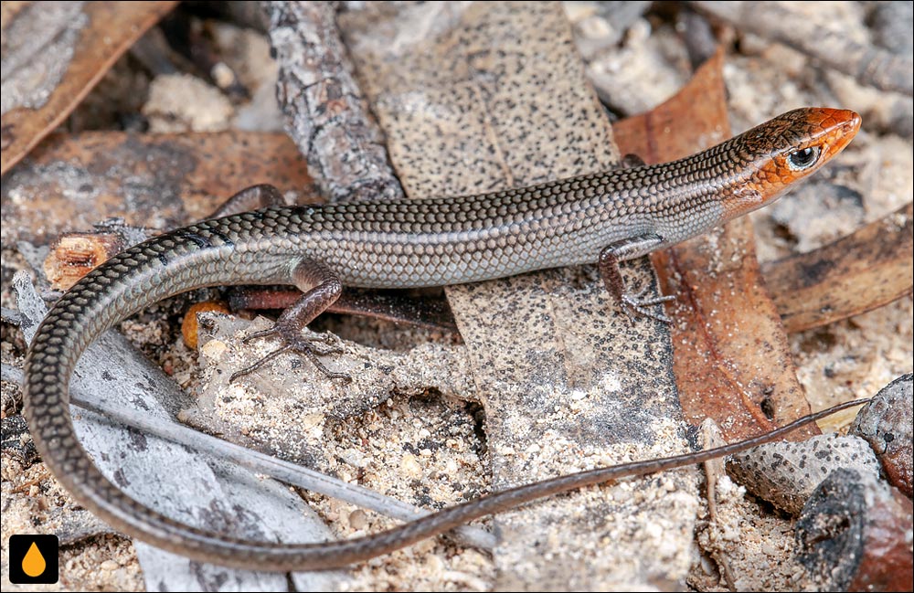 سقنقور شیارخاک غربی