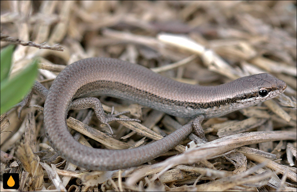 سقنقور بیپلک بیابانی