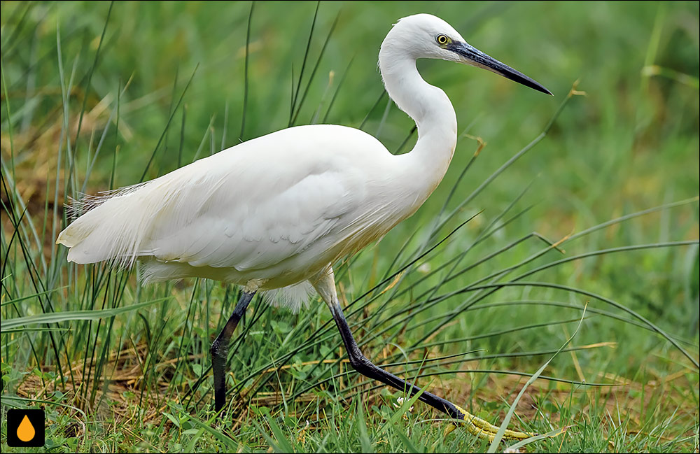 قار کوچک (اگرت کوچک)