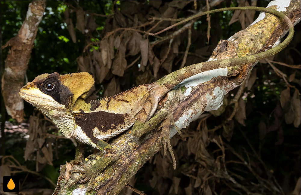 باسیلیسک کلاهخودی هرناندز