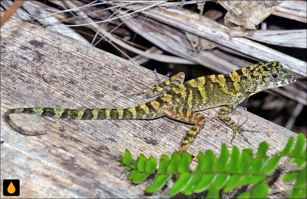 آنول ساگوا د تانامو