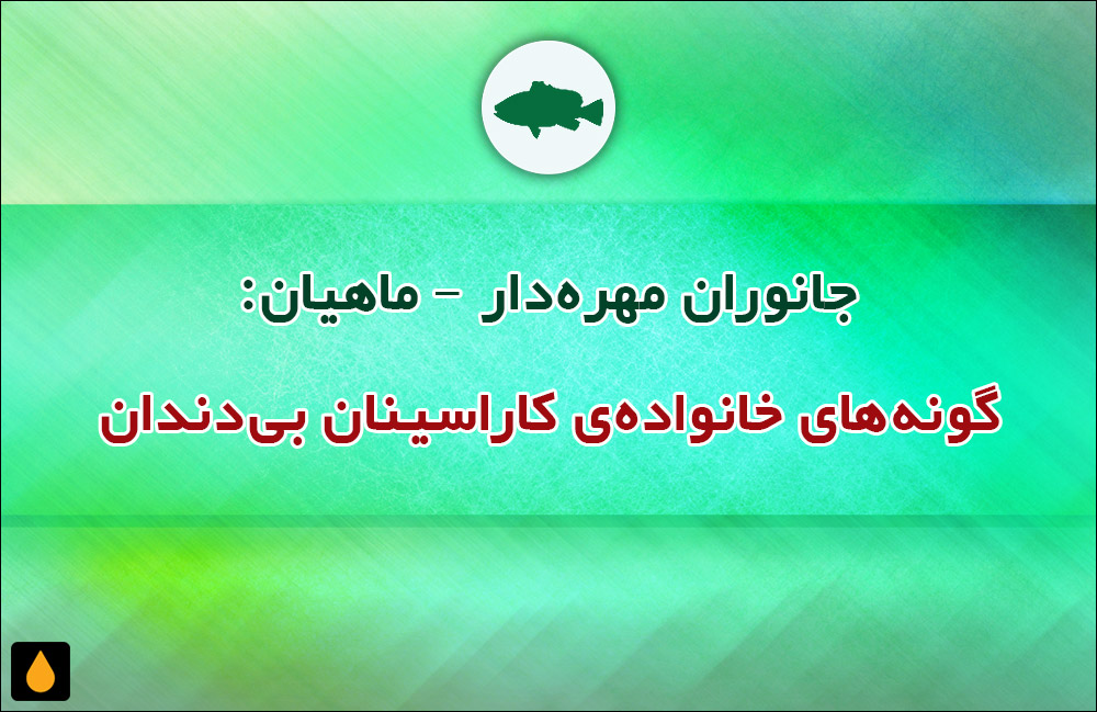 جانوران مهره‌دار - ماهیان: گونه‌های خانواده‌ی کاراسینان بی‌دندان