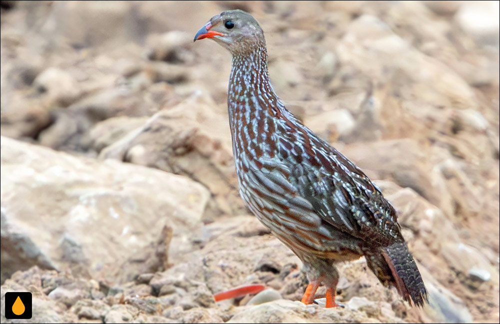 دراج نوارخاکستری