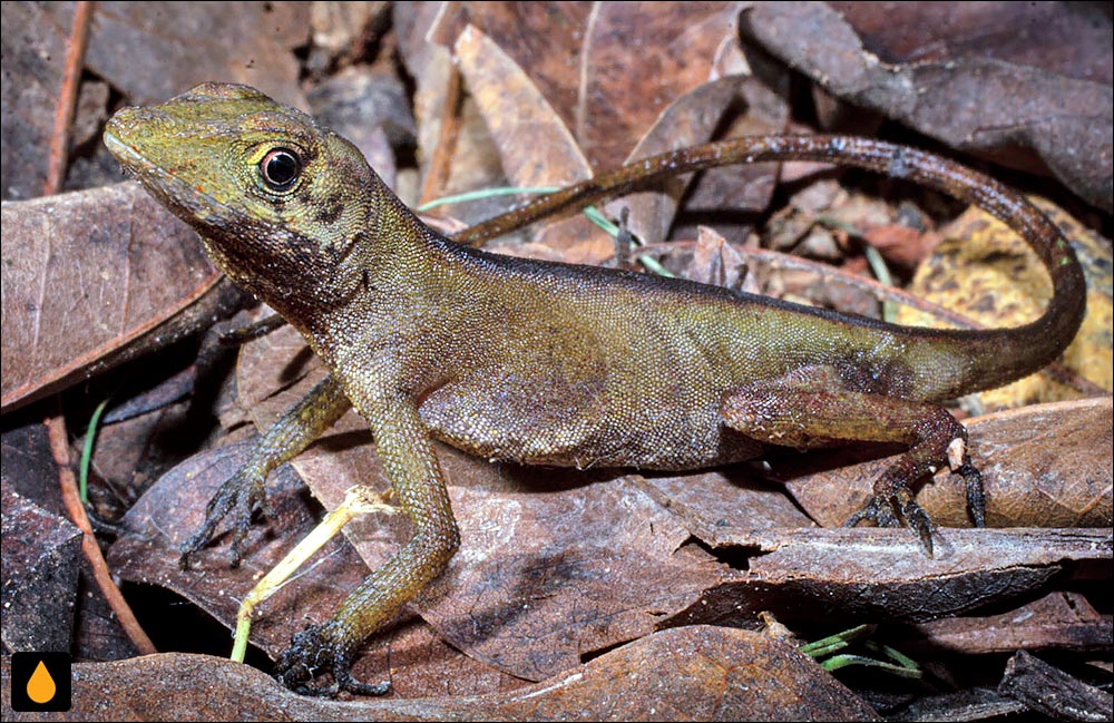 آنول بریوزابال