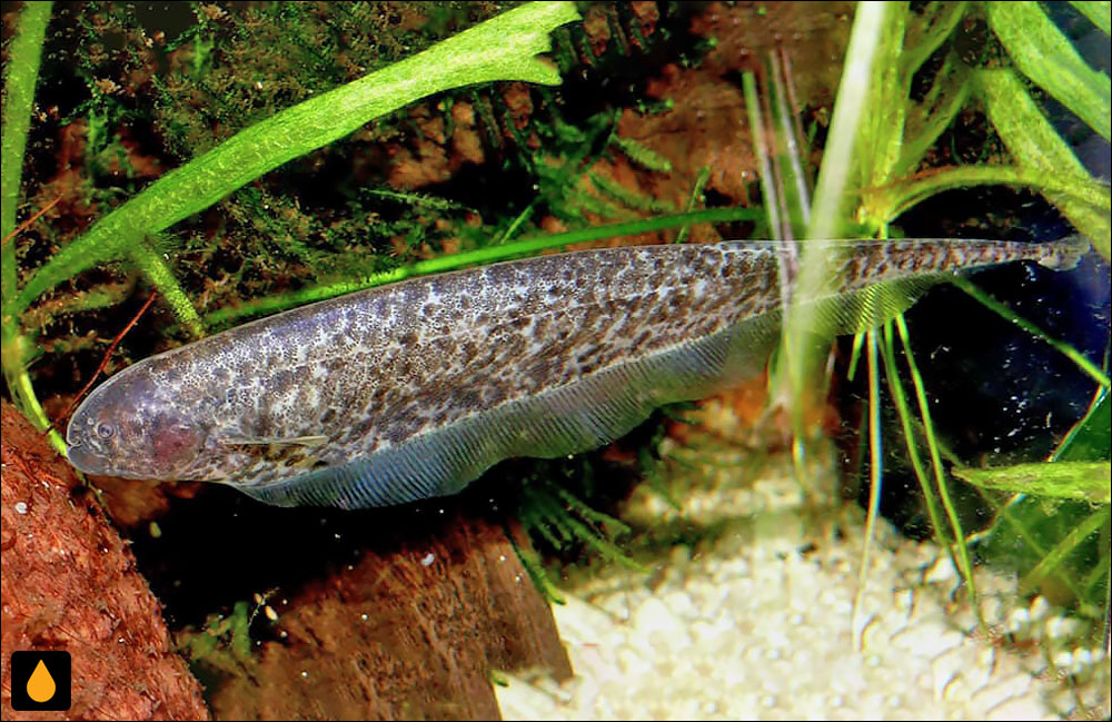 Adontosternarchus balaenops