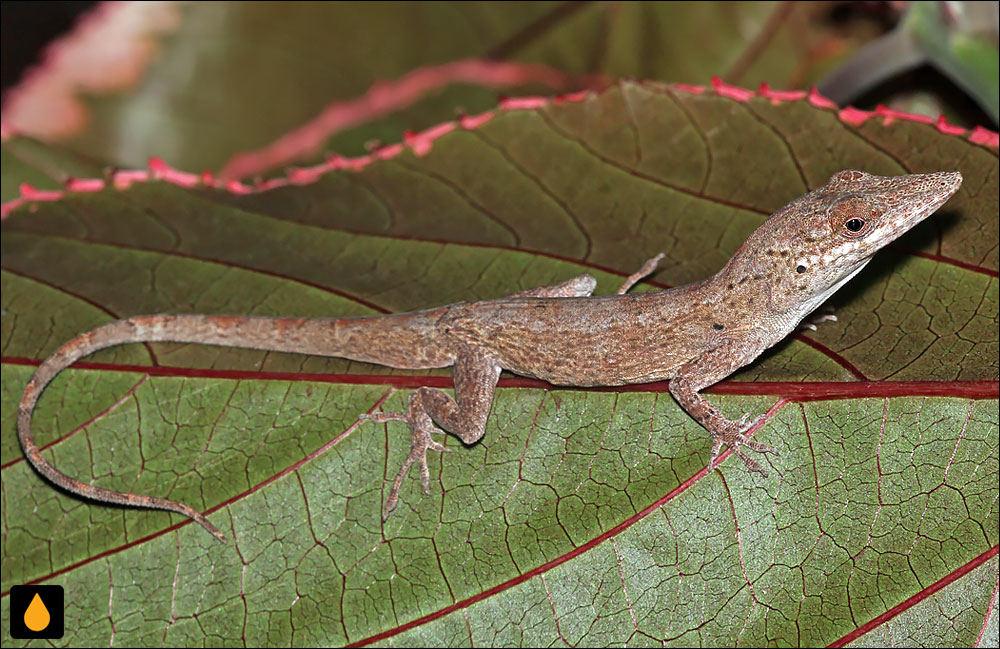 آنول باهاما