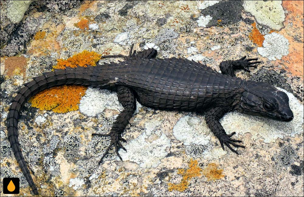 مارمولک کمربنددار سیاه