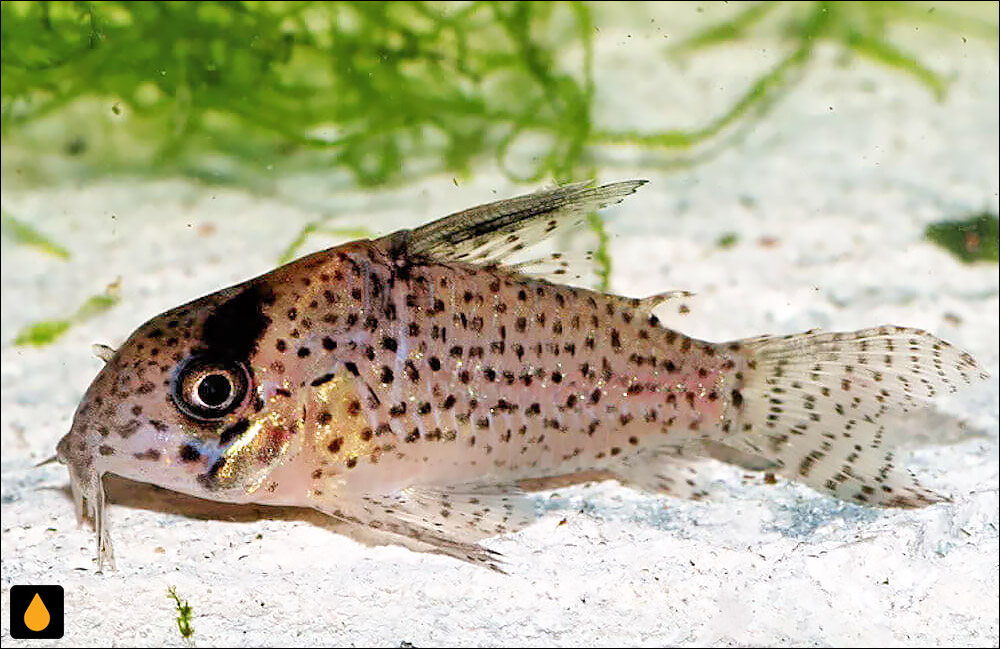 Corydoras kanei