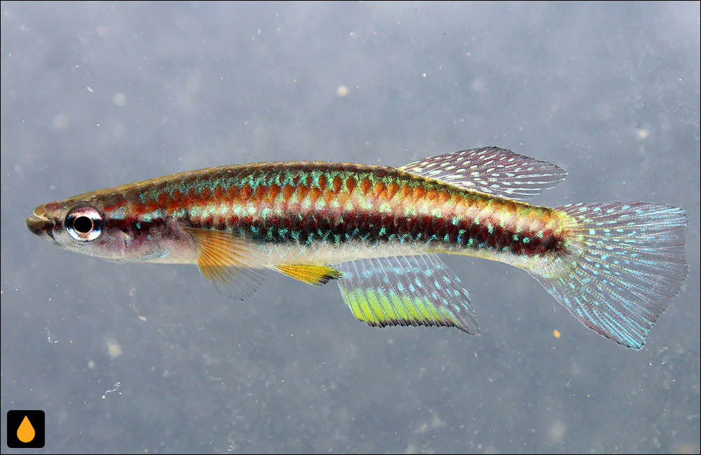 Episemion krystallinoron