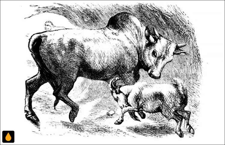 داستان کوتاه داستان بوفالو و بز خودخواه