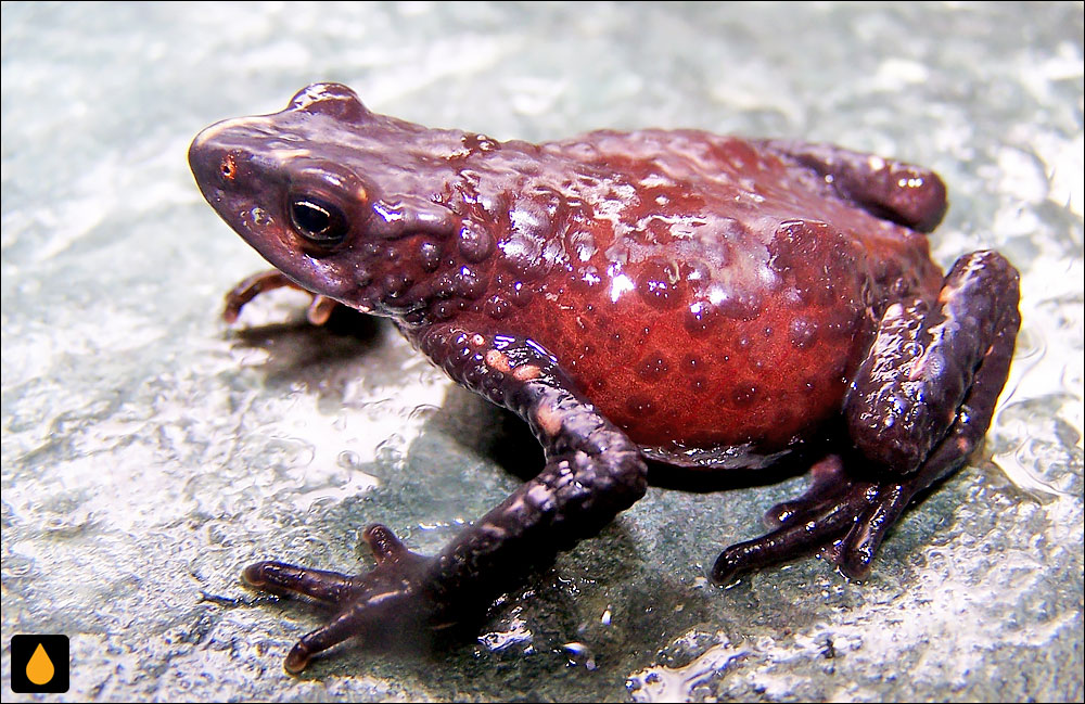 Atelopus mittermeieri