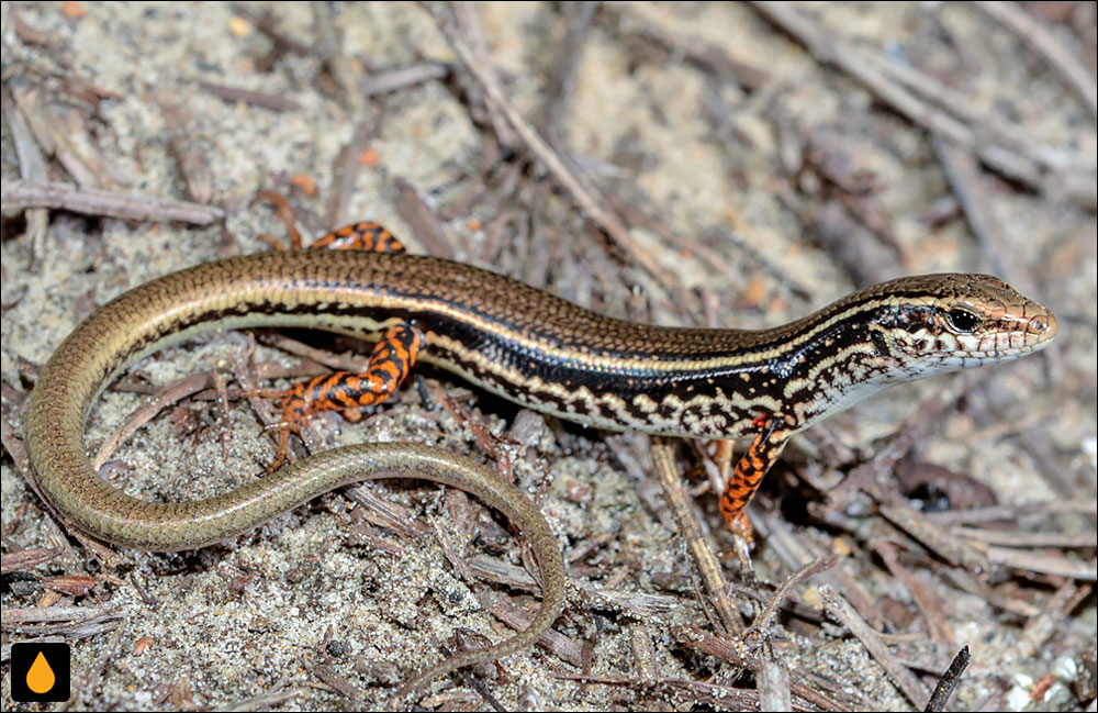 گوش‌شانه‌ای جنوب غربی معمولی