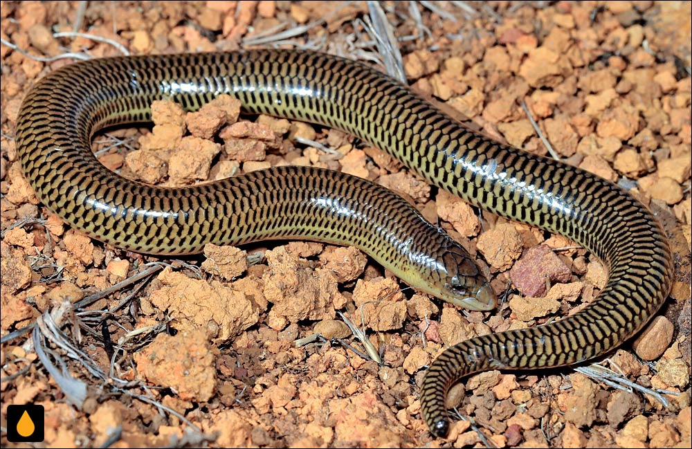 سقنقور بی‌پای گلوسفید