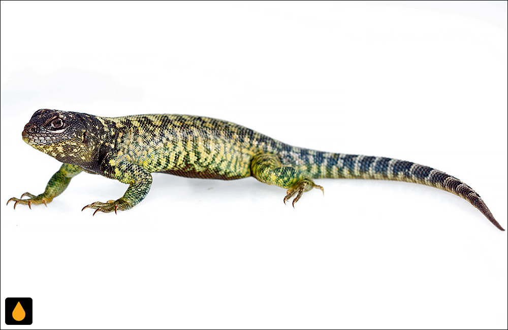 Liolaemus casamiquelai