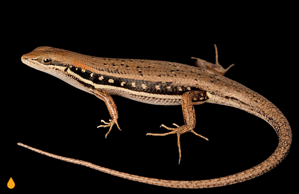 مابویای برازنده