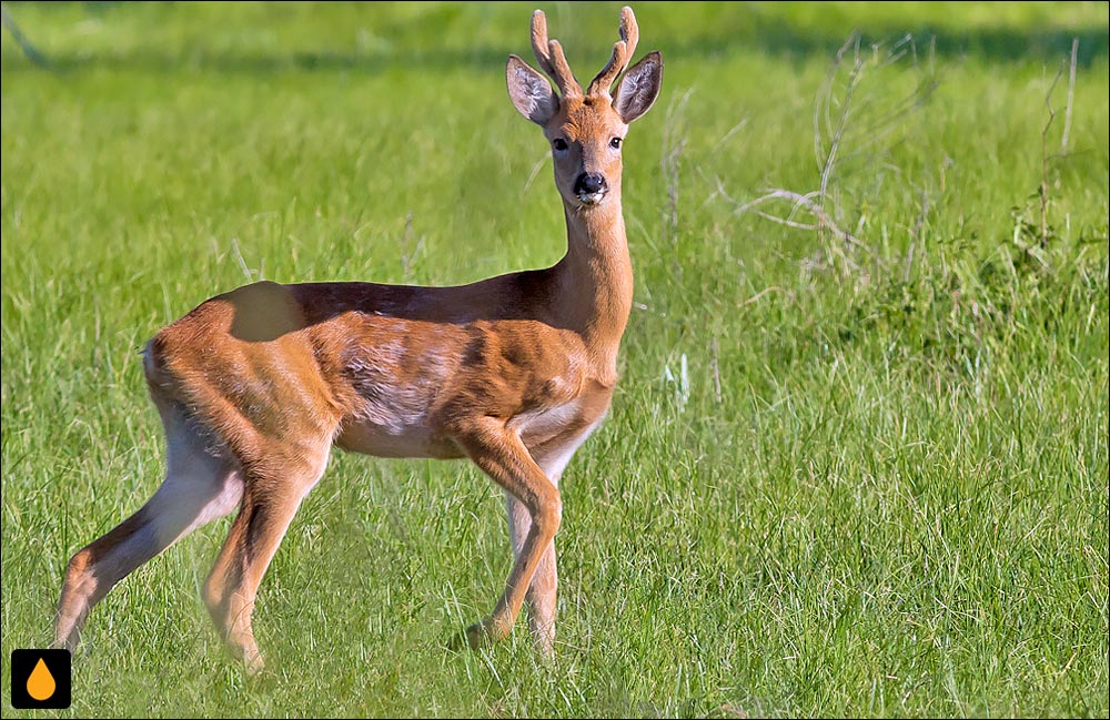 شوکای سیبری