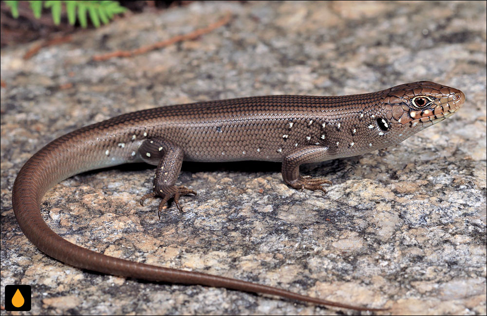 سقنقور صخره‌ای کوهستان شرقی