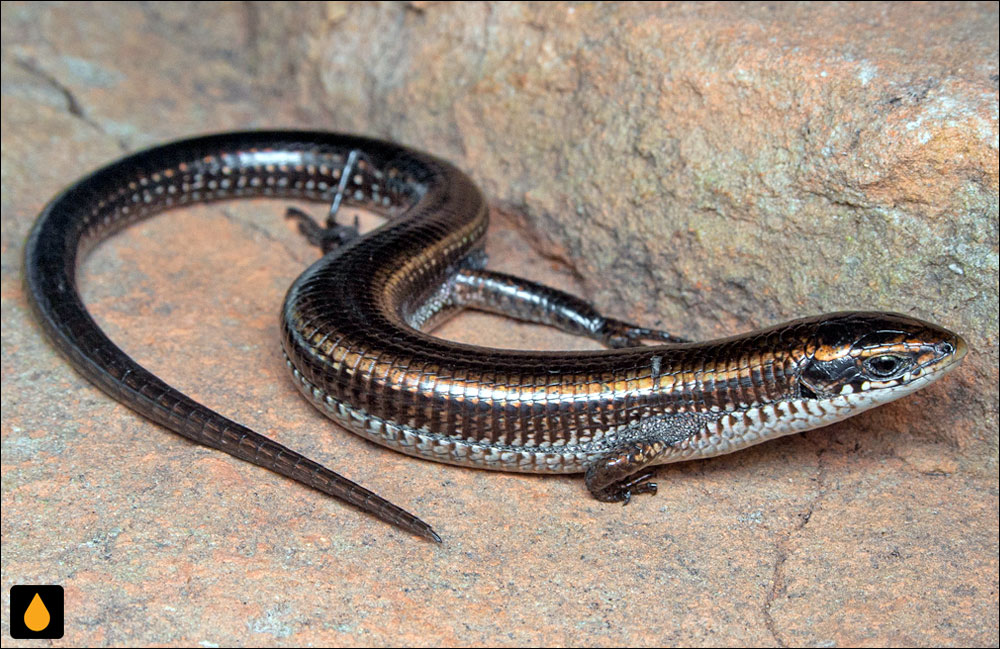 مارمولک پاکوتاه