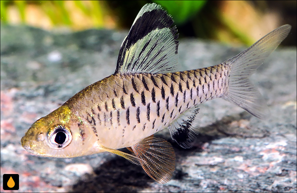 Oreichthys cosuatis