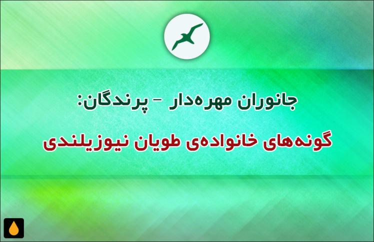 جانوران مهره‌دار - پرندگان: گونه‌های خانواده‌ی طویان نیوزیلندی