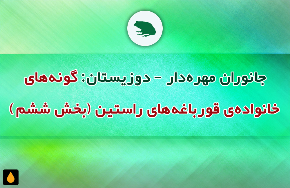 جانوران مهره‌دار - دوزیستان: گونه‌های خانواده‌ی قورباغه‌های راستین (بخش ششم)