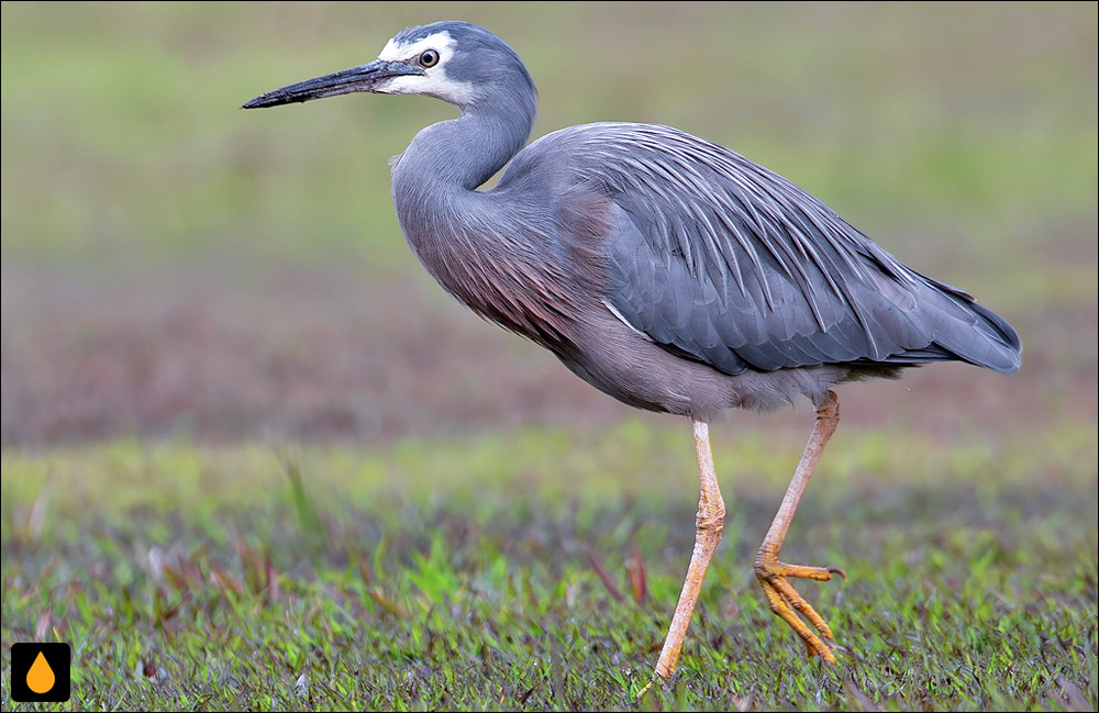 حواصیل رخ‌سفید