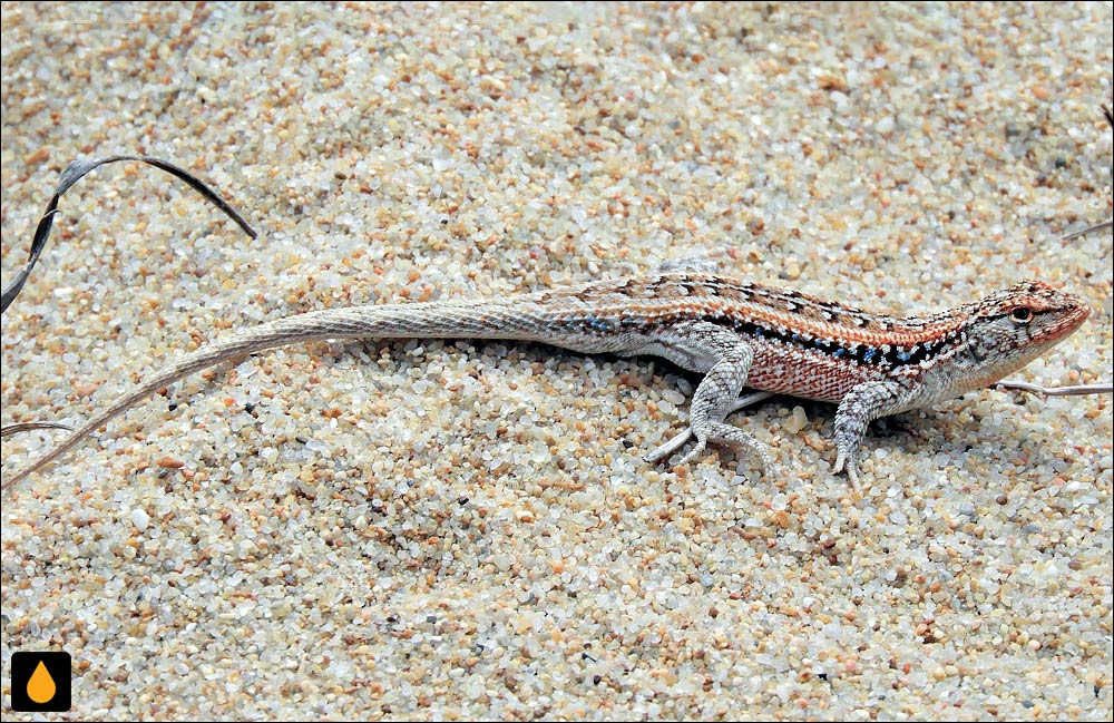 مارمولک هموارگلوی شرقی