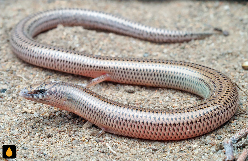 لغزنده‌ی تنومند شرقی