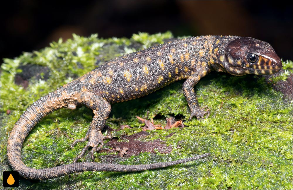 مارمولک شب گرمسیری خال‌زرد