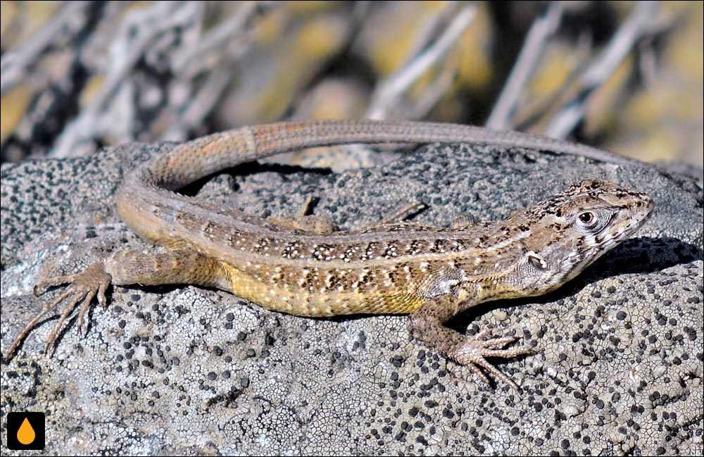 Liolaemus pseudolemniscatus