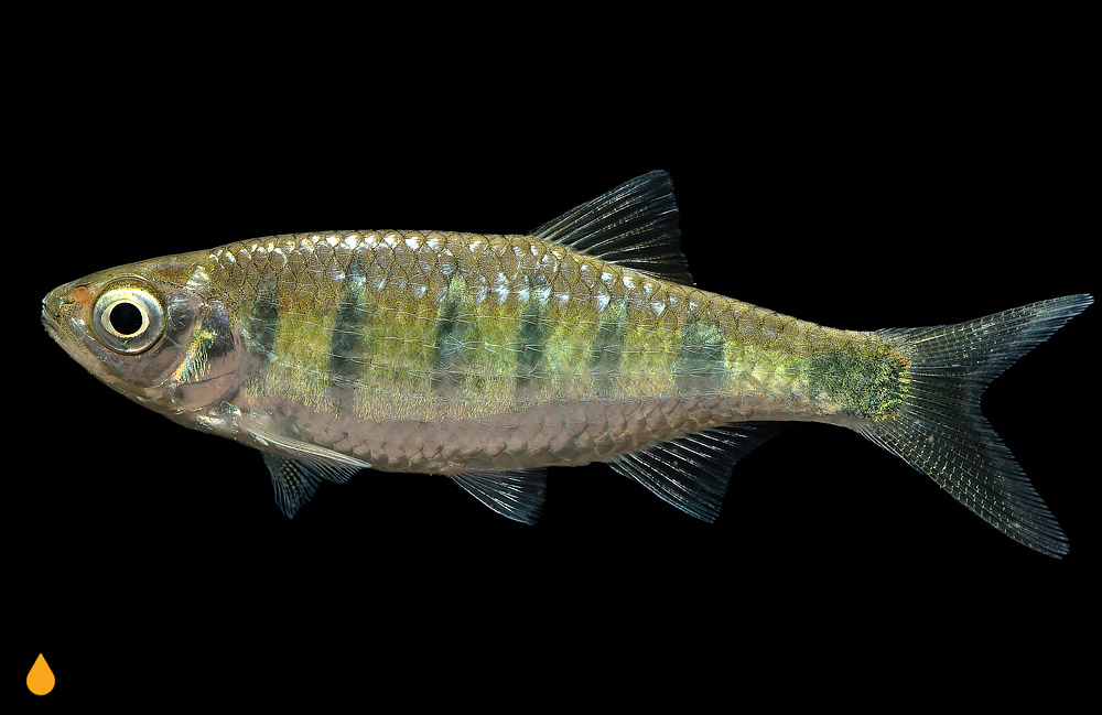 Opsarius bernatziki