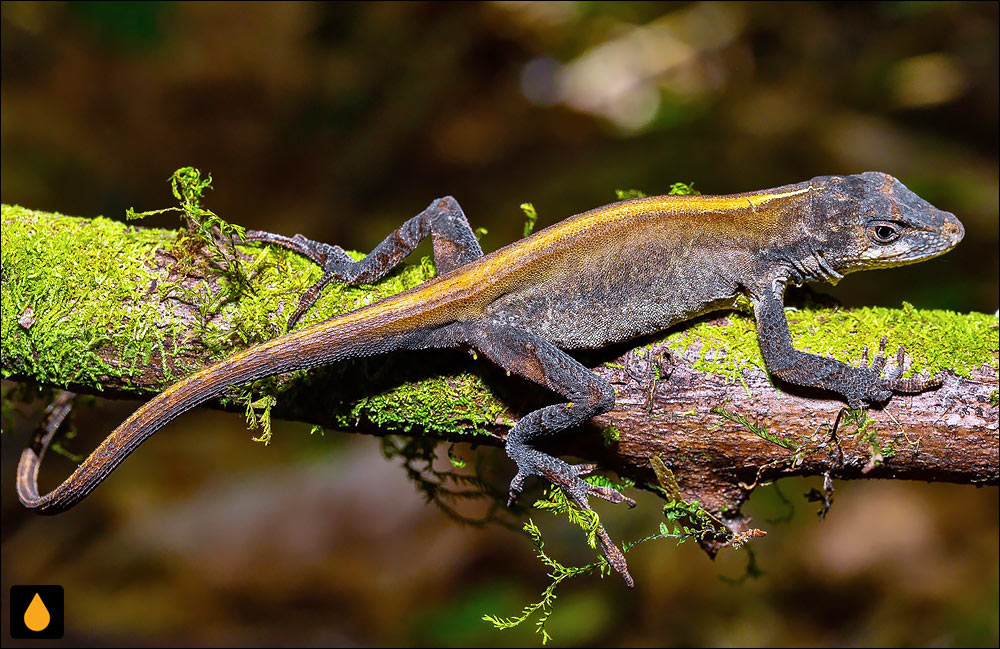 آنول تک‌پولک