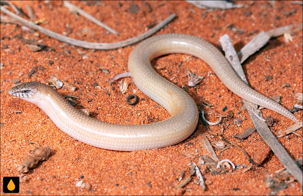 لغزنده‌ی تنومند نقطه‌خط شمالی