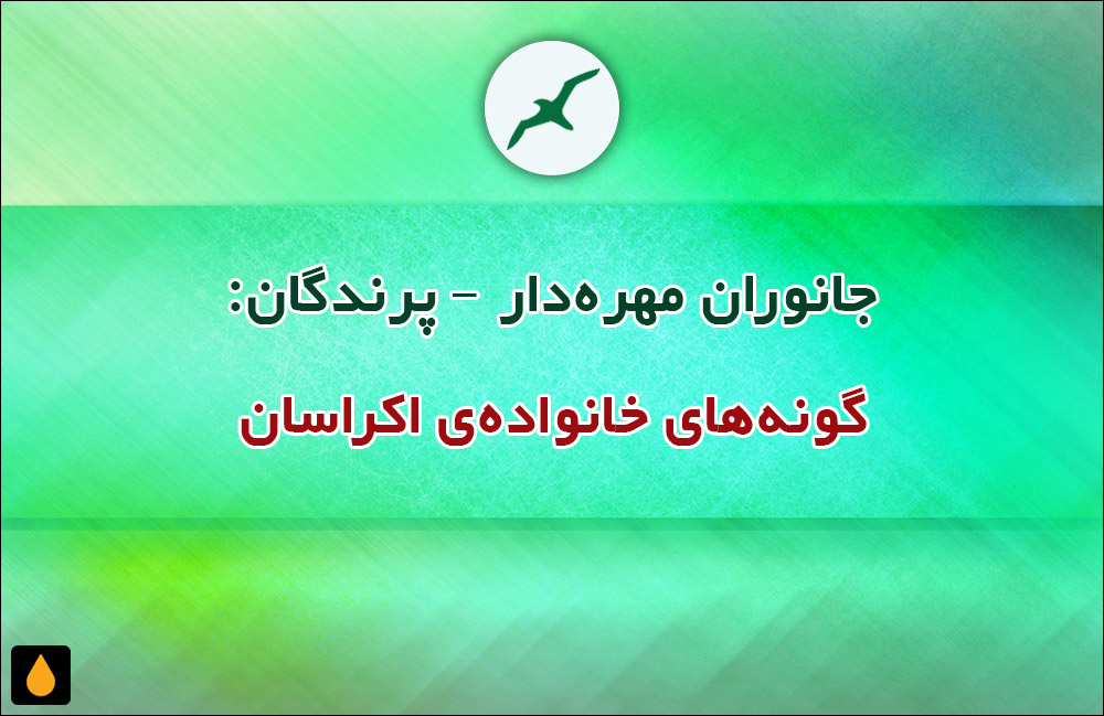 جانوران مهره‌دار - پرندگان: گونه‌های خانواده‌ی اکراسان
